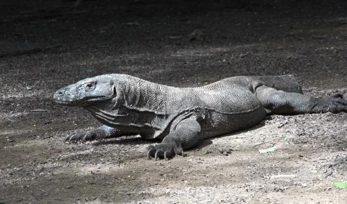 Lombok to Komodo Island Hopping