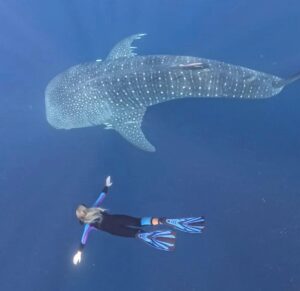 Swimming with whale sharks